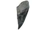 Partial Fossil Megalodon Tooth - South Carolina #289297-1